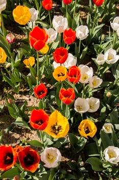 Orange color Tulips Bloom in Spring in garden