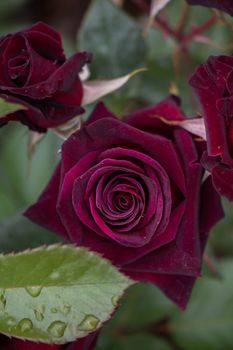 Beautiful fresh roses in close up view