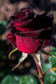 Blooming beautiful colorful roses in the garden background