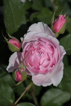 Beautiful colorful Rose Flower on garden background