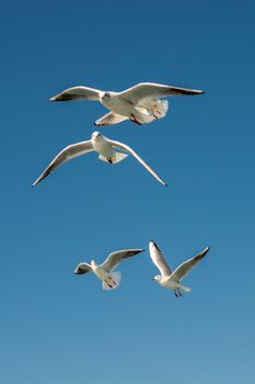 Seagulls flying in blue sky