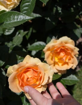 Hand holding a  colorful Rose Flower