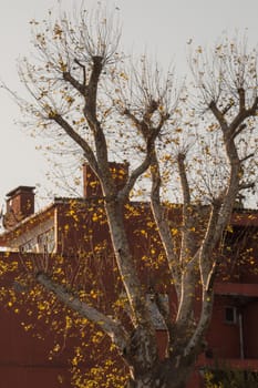 Dry tree leaf as an Autumn background