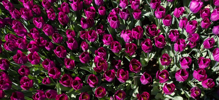 Colorful tulip flowers as a background