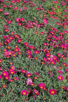 Blooming spring  flowers as a colorful background