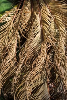 Dry tree leaf as an Autumn background