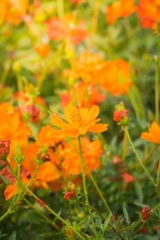 The background image of the colorful flowers, background nature