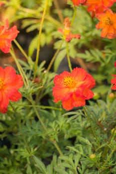 The background image of the colorful flowers, background nature