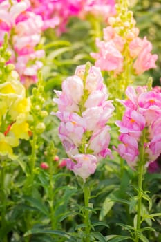 The background image of the colorful flowers, background nature