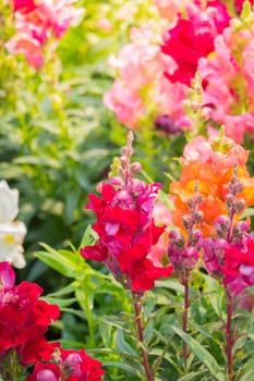 The background image of the colorful flowers, background nature