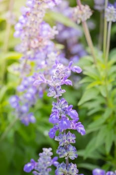 The background image of the colorful flowers, background nature