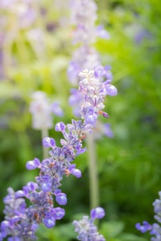 The background image of the colorful flowers, background nature
