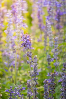 The background image of the colorful flowers, background nature