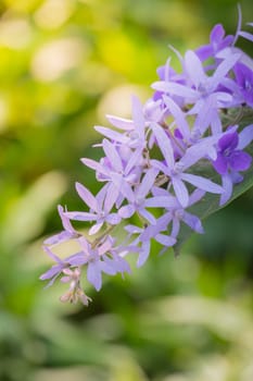 The background image of the colorful flowers, background nature