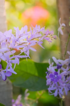 The background image of the colorful flowers, background nature