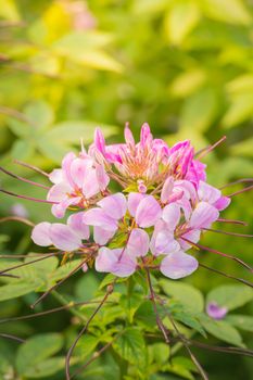 The background image of the colorful flowers, background nature