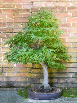 Bonsai maple tree in front of an orange brick wall.