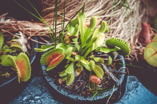 Venus flytrap close-up. Carnivorous plant