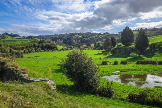 New Zealand countryside fairy landscape in Waitomo