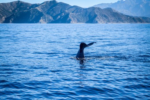 Whale tail in Kaikoura bay, New Zealand