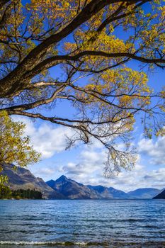 Yellow trees near Lake Wakatipu, Queenstown, New Zealand