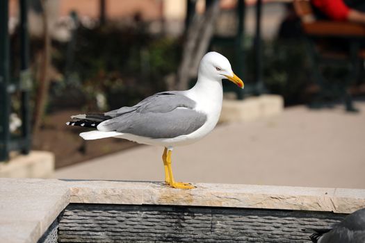 Gull In The Mosaic Fountain in Monaco, Close Up View 