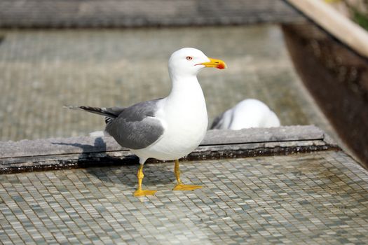 Beautiful Gull Standing In The Mosaic Fountain, Close Up View 