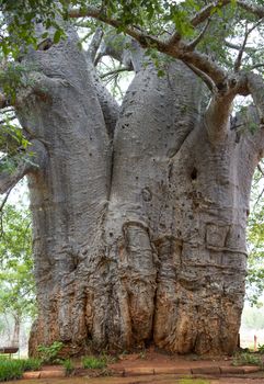 Leydsdorp,south africa, this boabab tree is the oldest living tree in the world, around 2000 years old and still growing 1 cm every year,in ancient times, kings,and leaders held meetings in the shade