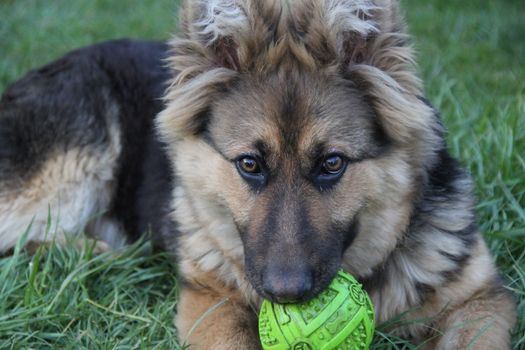 friendly, happy young shepherd closeup on the green grass with ball. photo