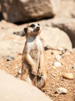 Meerkat, suricata suricatta, alert on guard on rocky and dry ground, South Africa.