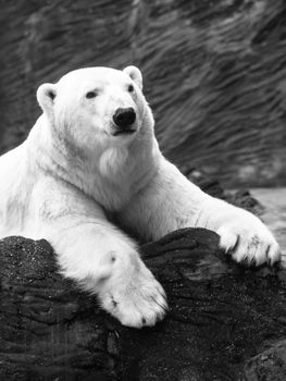 Lying polar bear situated on a rock