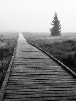Wooden path in peat bog in black and white, Bozi Dar, Czech Republic