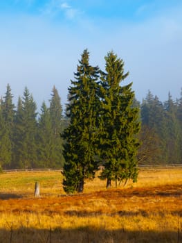 Two spruce trees in autumn sunny day