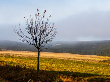 Young tree with few leafs in autumn time