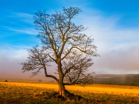 Colorful autumnal landscape after rain with beautiful tree, mist and blue sky. Dramatic scene.