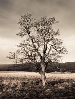 Lonely tree in autumn landscape. Dramatic amosphere.