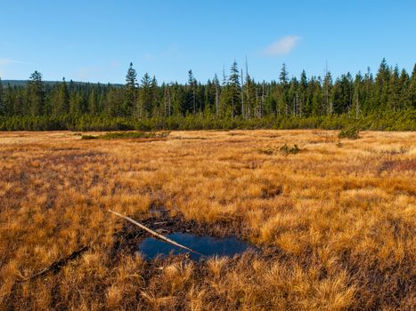 Peat bog near Jizerka Village, Czech Republic