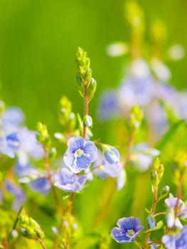 Natural detail with tiny blue-violet tiny blooms and green bokeh background. Sunny spring day theme. Shallow depth of field.
