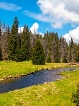River flows through mountain landscape with coniferous tree forest, green meadows on sunny summer day under the blue sky and white clouds. Roklansky brook, Sumava National Park, Czech Republic