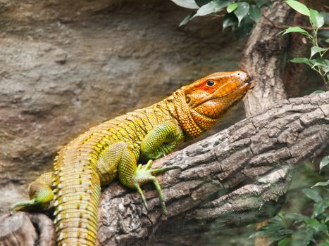 Colorful northern caiman lizard, Dracaena Guianensis, lizard sitting on the tree. Natively found in the jungle of South America.