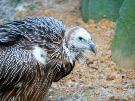 Himalayan griffon vulture, Gyps himalayensis, close-up shot of unique mountain scavenger bird.