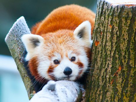 Red panda, aka lesser panda, Ailurus fulgens, lying on a branch.