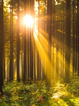 Sunrise in the forest. Sun rays shining through trees and morning mist.