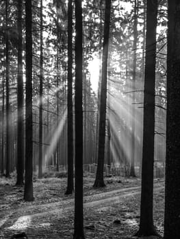 Bright sun rays shining through spruce forest. Black and white image.