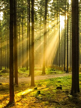 Bright sun rays shining through spruce forest