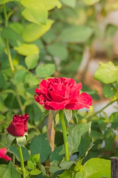 The background image of the colorful flowers, background nature