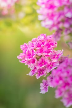 The background image of the colorful flowers, background nature