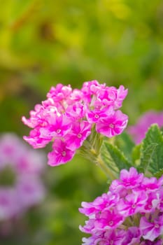 The background image of the colorful flowers, background nature