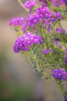 The background image of the colorful flowers, background nature