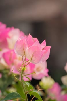 The background image of the colorful flowers, background nature